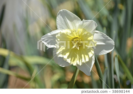 泰海水仙花（台北） 38698144