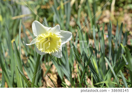 泰海水仙花（台北） 38698145