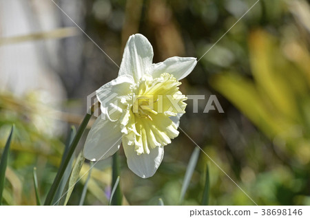 泰海水仙花（台北） 38698146