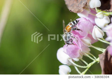 The bee is sucking sweet nectar from pink pollen. 38698304