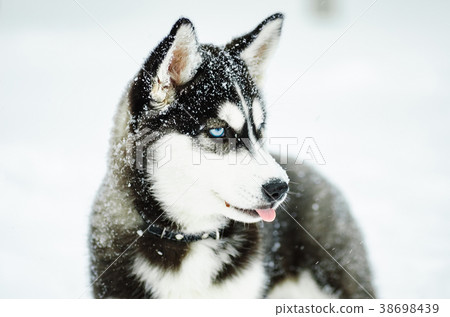 Outdoors portrait of a Alaskan Malamute dog Outdoors portrait of a Alaskan Malamute dog 38698439