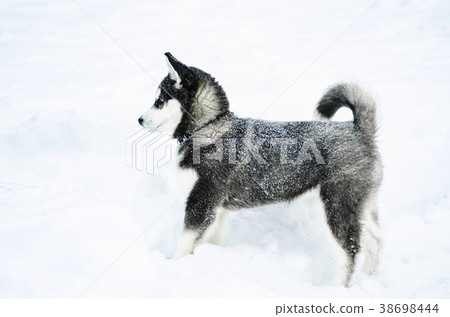 Alaskan Malamute in the snow 38698444