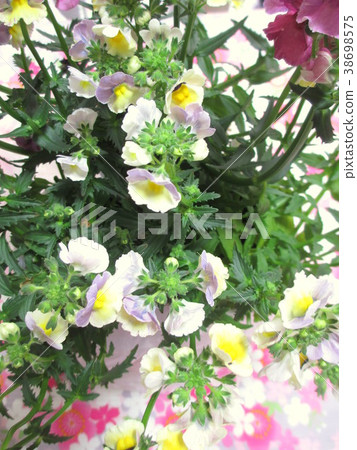 Netherwood Nemesia 38698575