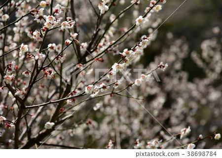 plum	 38698784