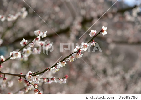 plum	 38698786