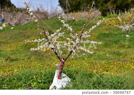 plum	 38698787