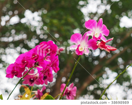 colorful soft pink small tiny orchids flowers  colorful soft pink small tiny orchids flowers  38698989