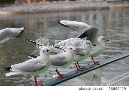 海鷗排隊 38699429