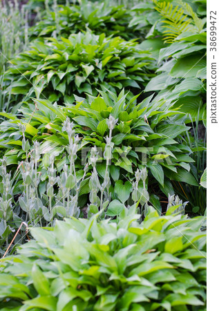 Green bush of Hosta and fern in summer. 38699472