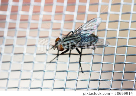 Closeup of a Fly on the net 38699914
