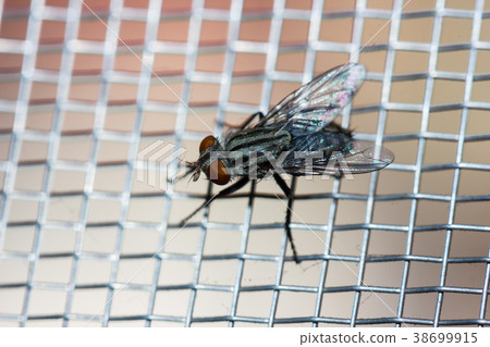 Closeup of a Fly on the net 38699915