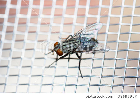 Closeup of a Fly on the net 38699917