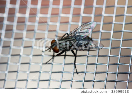 Closeup of a Fly on the net 38699918