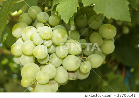 Sweet table grapes. 38700141