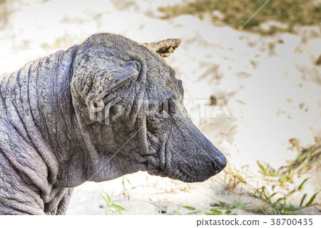 dog abandoned stray sick dog abandoned stray sick 38700435