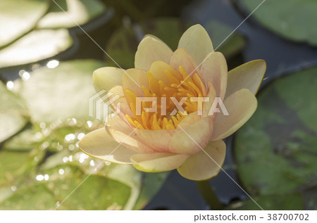 The yellow lotus is blooming. The yellow lotus is blooming. 38700702