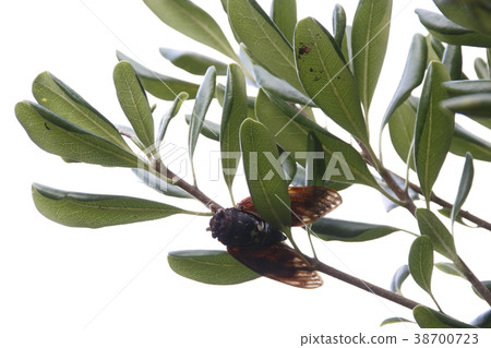Brown cicada 38700723