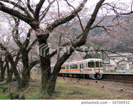 JR Minobu線和Shionosawa站的櫻花 JR Minobu線和Shionosawa站的櫻花 38700932