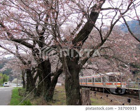 JR Minobu線和Shionosawa站的櫻花 38700933