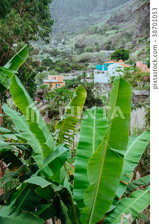 Banana leaves and typical dwellings in the Paul 38701053