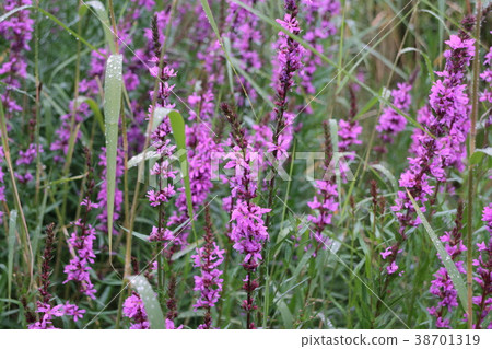bright flowers Lythrum salicaria bright flowers Lythrum salicaria 38701319