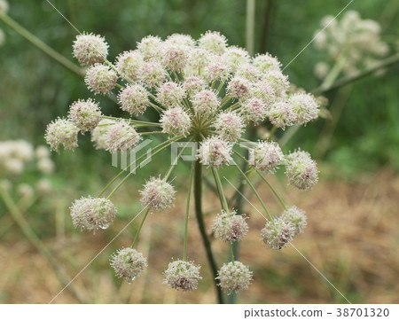 Hemlock Water Dropwort 38701320