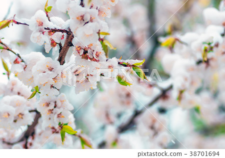 Flowers apricot tree in spring at snow Flowers apricot tree in spring at snow 38701694
