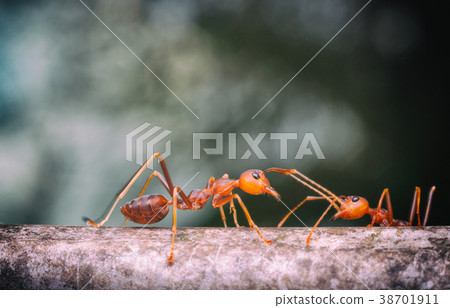 Close up two red ant 38701911
