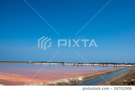 Saline farmers 38702006