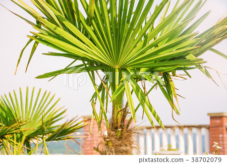 green palm trees green palm trees 38702079