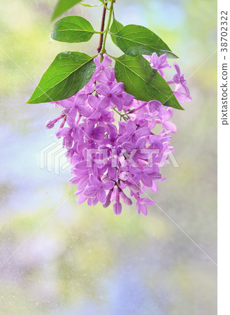 Macro image of spring lilac violet flowers Macro image of spring lilac violet flowers 38702322