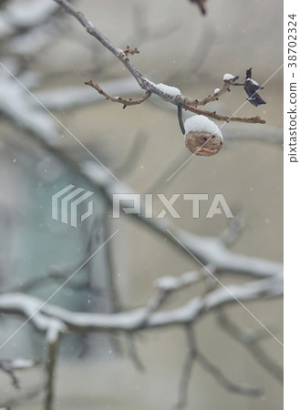 Ripe walnut on tree in winter Ripe walnut on tree in winter 38702324
