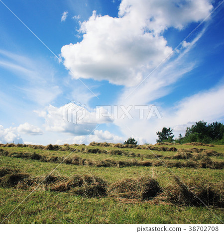 Haymaking. Sunny summer day. Country field. Haymaking. Sunny summer day. Country field. 38702708