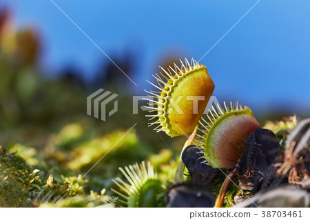Venus flytrap carnivorous plant Venus flytrap carnivorous plant 38703461