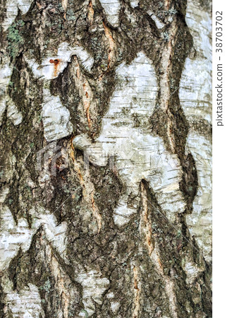 Bark of the birch. 38703702