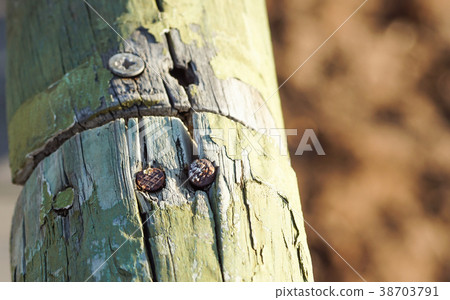 screw screwed in wood with wood shavings 38703791