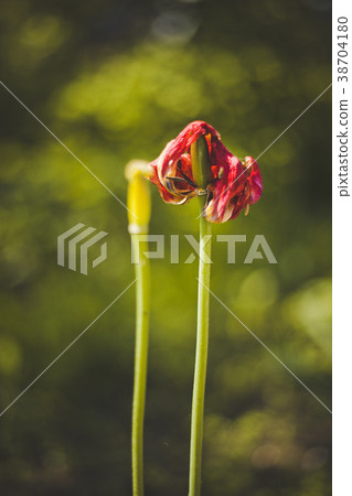 Tulips are finished flowering 38704180