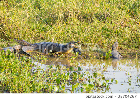 caiman which heats up in the morning sun. 38704267