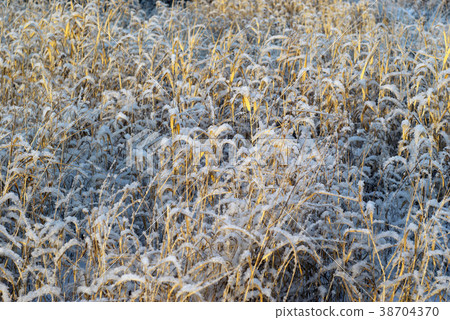 dry autumn grass under the snow 38704370