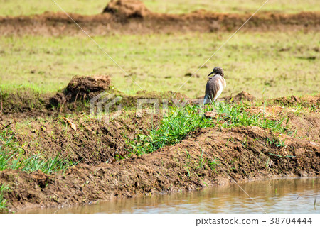 Egret on rice field Egret on rice field 38704444