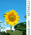sunflower	 38704522