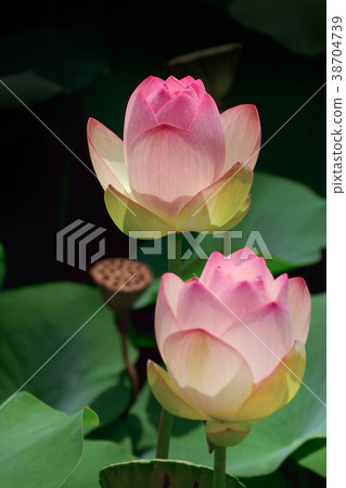 Lotus flower 38704739