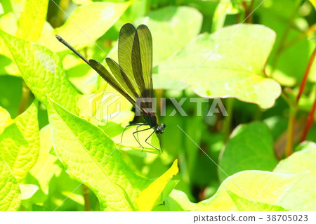 Hagorotorbo (male) 38705023