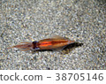 Firefly squid 38705146
