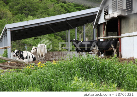Cattle _ Xingou village Cattle _ Xingou village 38705321