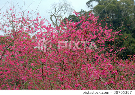 櫻花 38705397