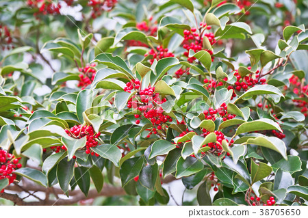 Fruit of red ganane Fruit of red ganane 38705650