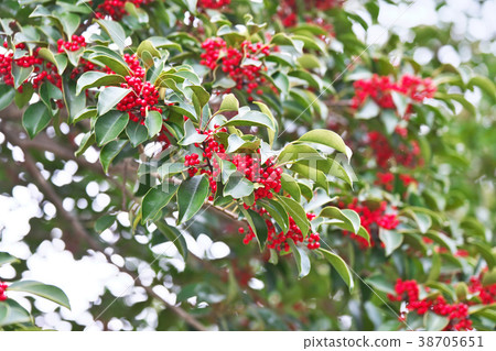 Fruit of red ganane 38705651