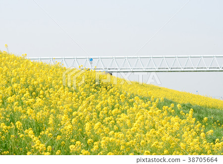 The slope of the field of rape blossoms that spreads all over 38705664