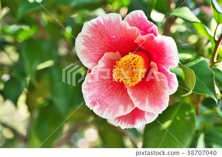 紅山茶花（Sampirai） 38707040